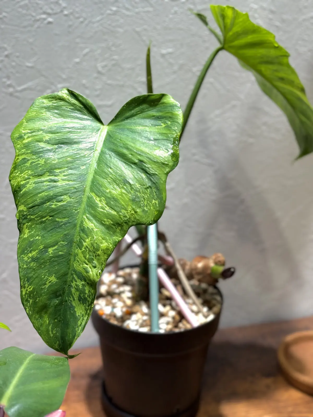 フィロデンドロン　ゴールデンドラゴン