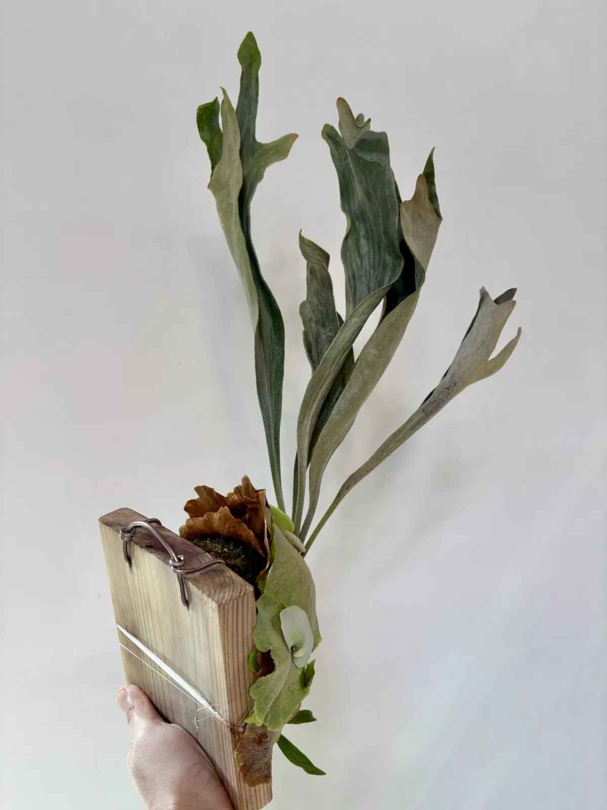 ビカクシダ　札落ち