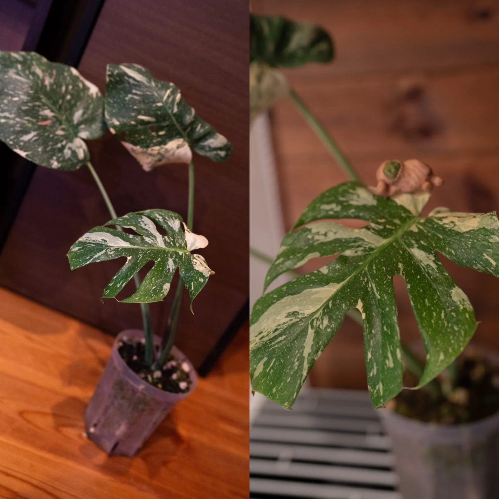 モンステラ　タイコンステレーション