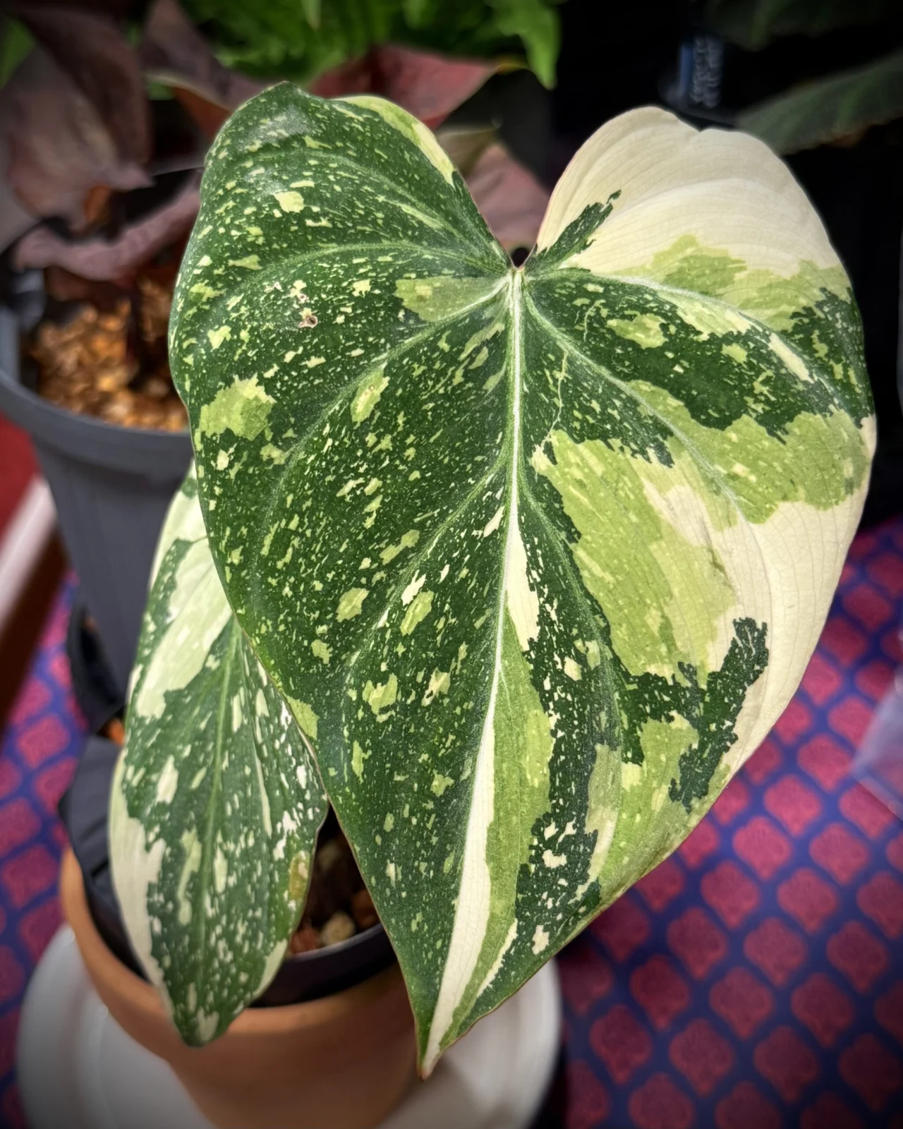 フィロデンドロン グロリオーサム　トリカラー