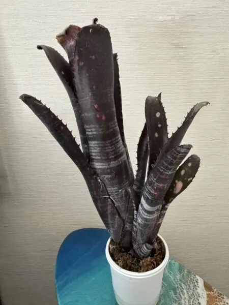 ビルベルギア　ダースベイダー