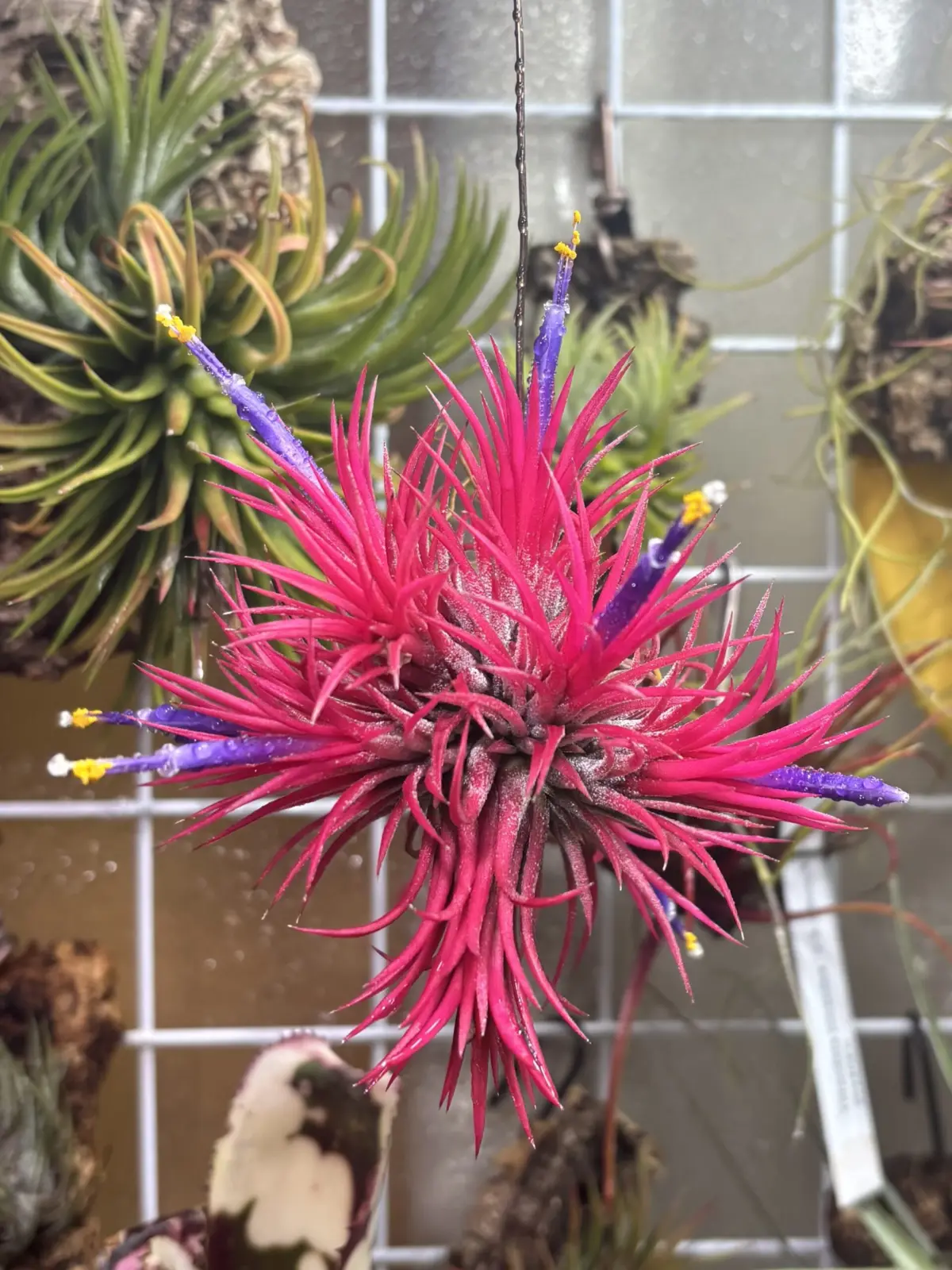 ティランジア　イオナンタ　札落ち