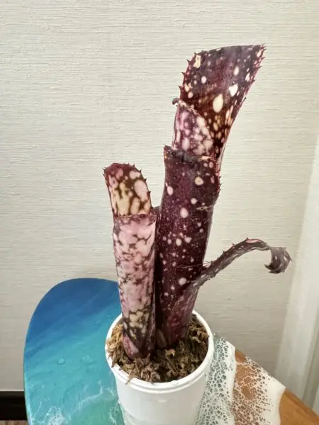 ビルベルギア　ハナホウ