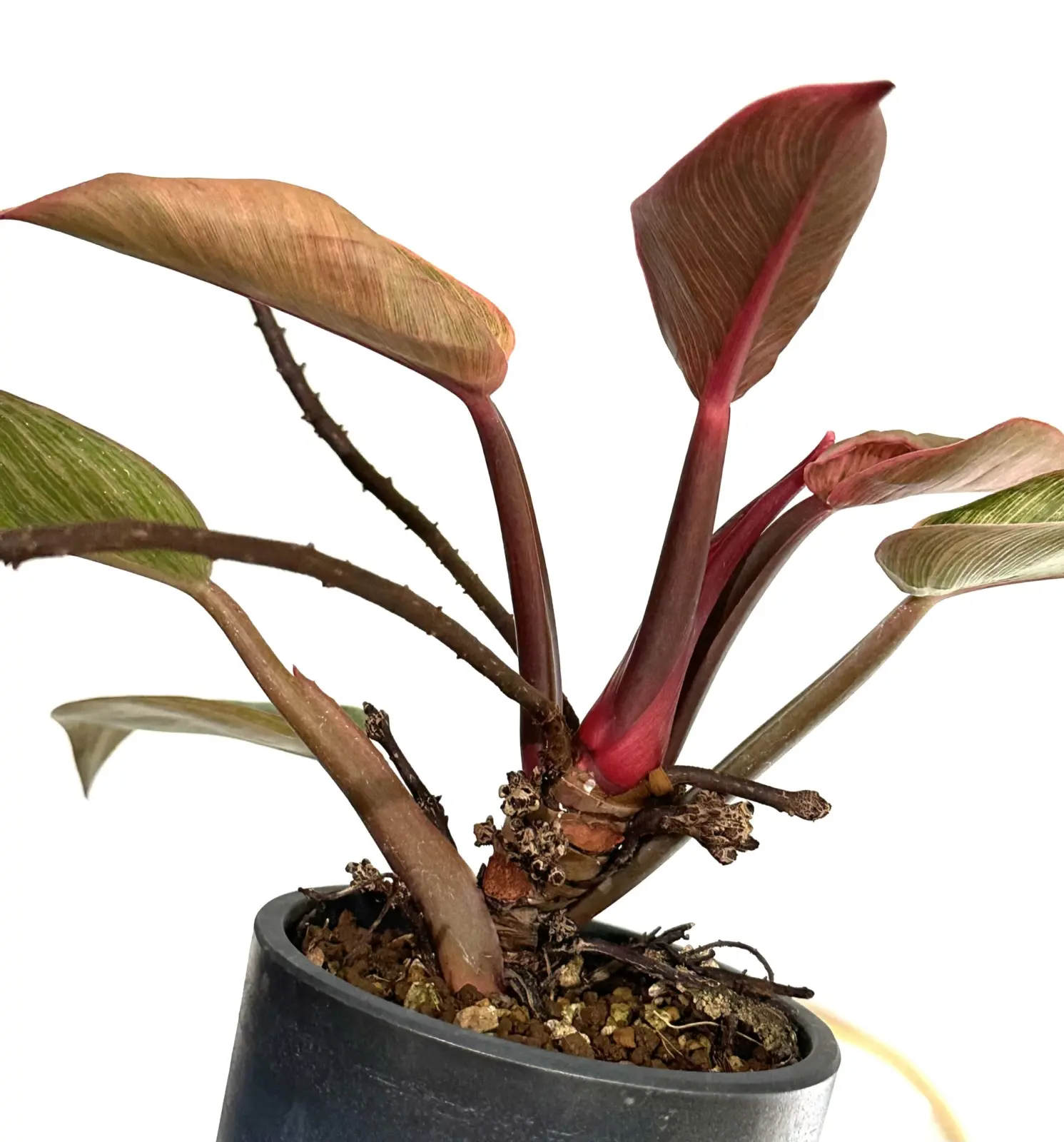 フィロデンドロン　ピンクバーキン