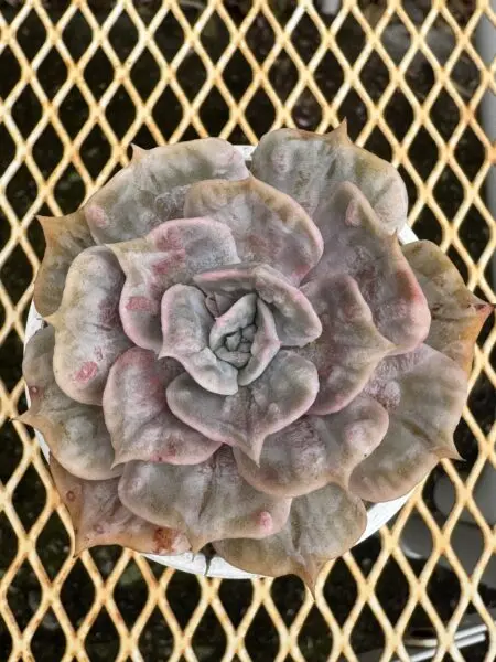 多肉植物 エケベリア マーブル