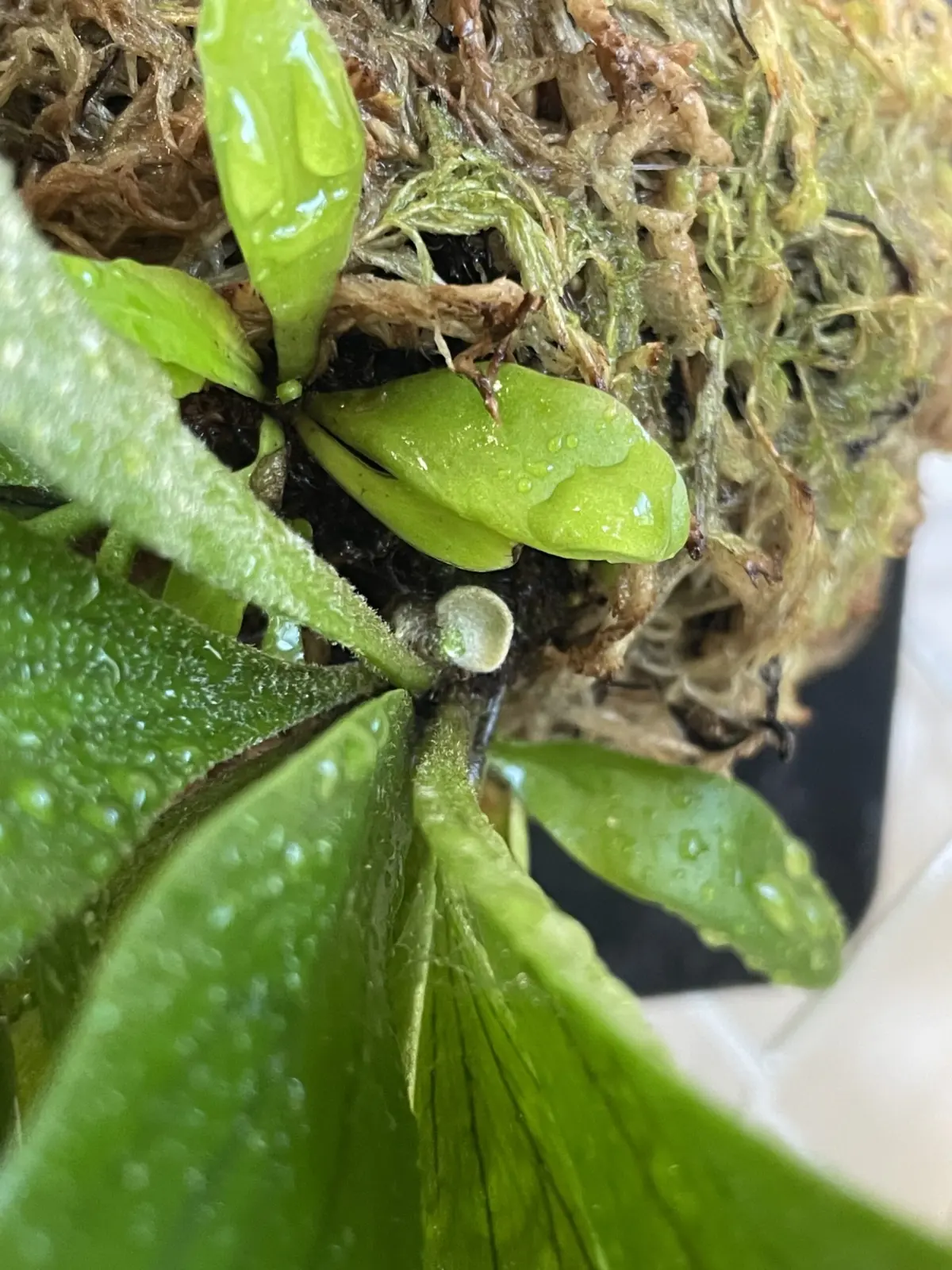 ビカクシダ　コモチ　貯水葉