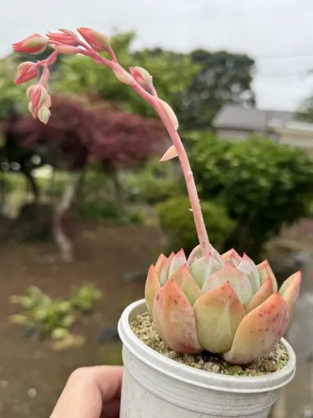 多肉植物 エケベリア ホワイトシャーロット 花芽