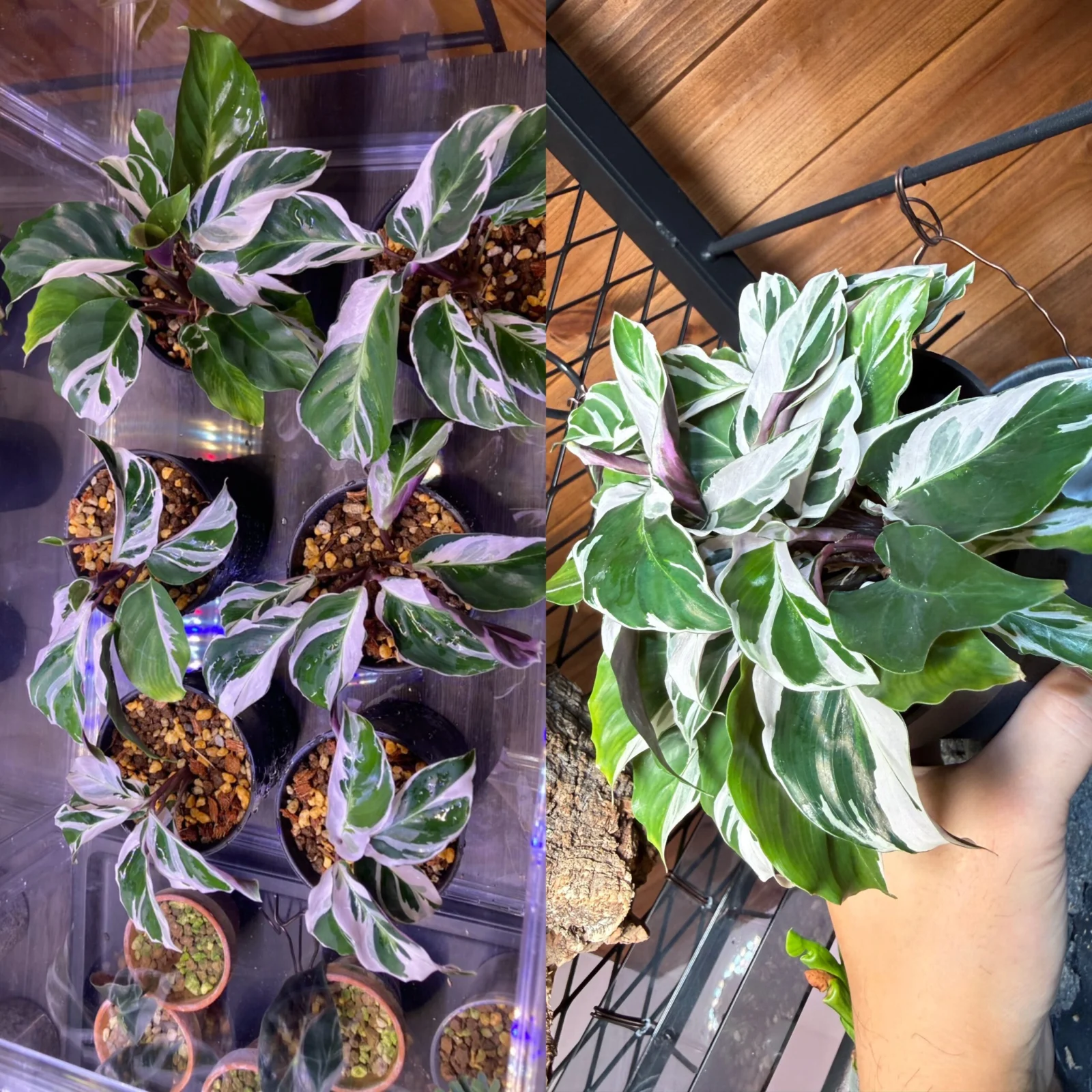 カラテア ホワイトフュージョン 株分け