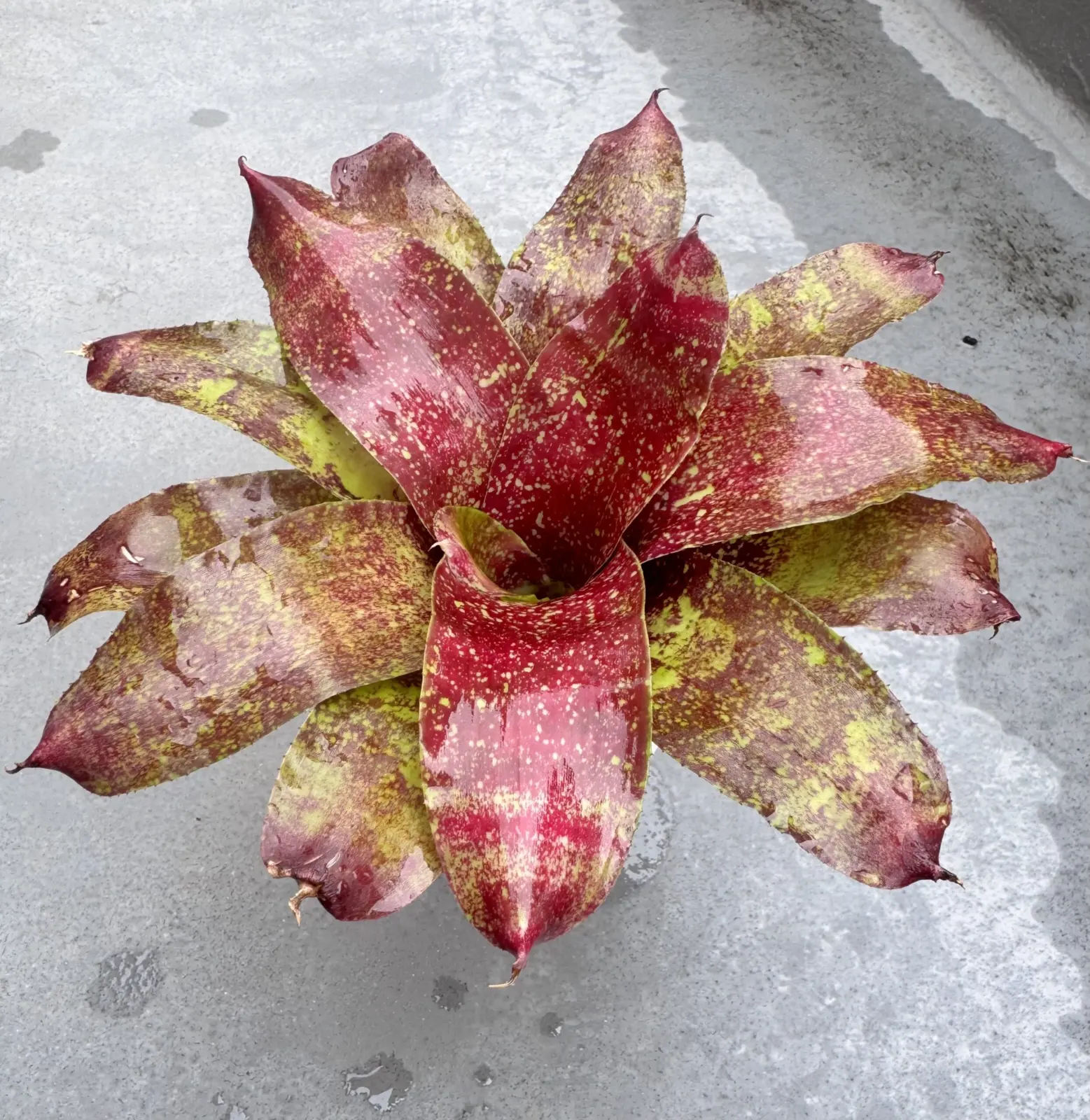 ネオレゲリア　クリンギト　キリンギト