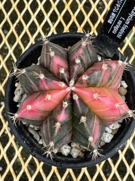 サボテン ギムノカリキウム 緋牡丹錦 色褪せ その2