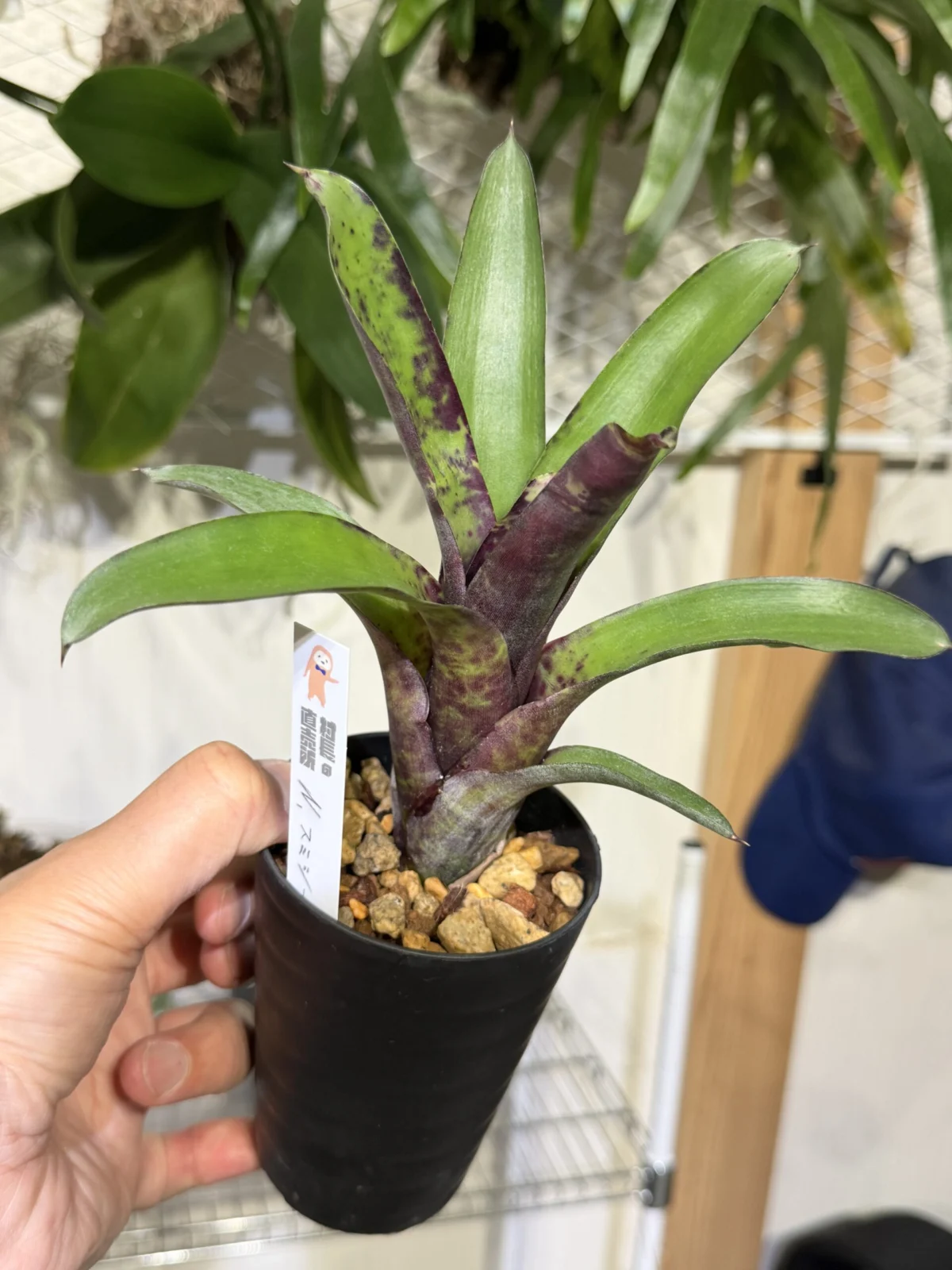 ネオレゲリア スミシー