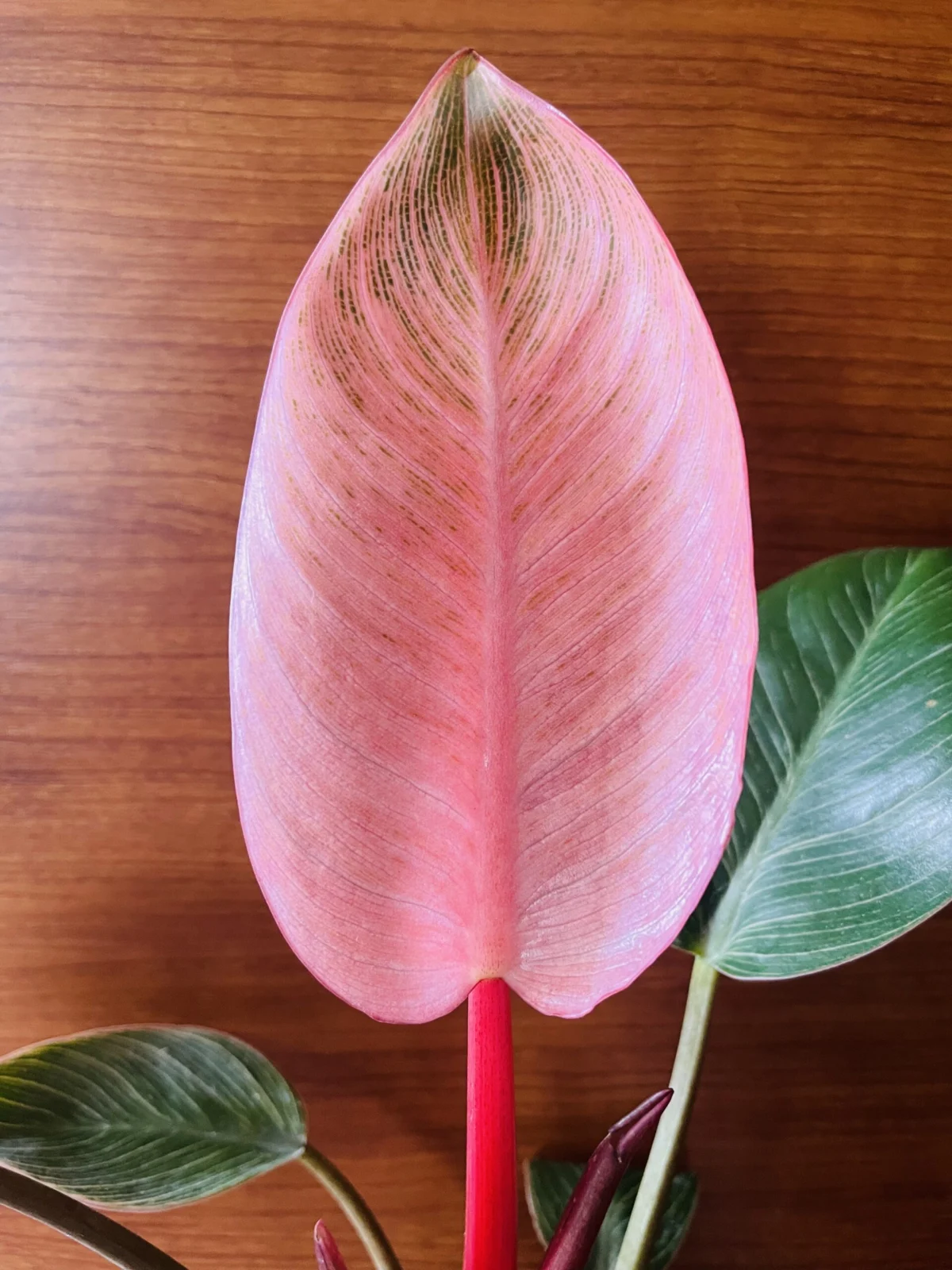 フィロデンドロン ピンクバーキン 新葉