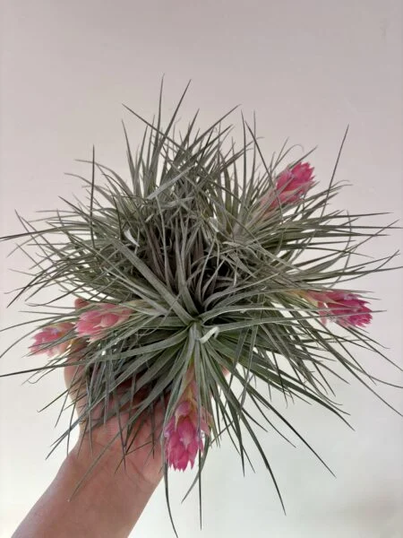 ティランジア　ストリクタ ‘シルバーリーフ’ 開花