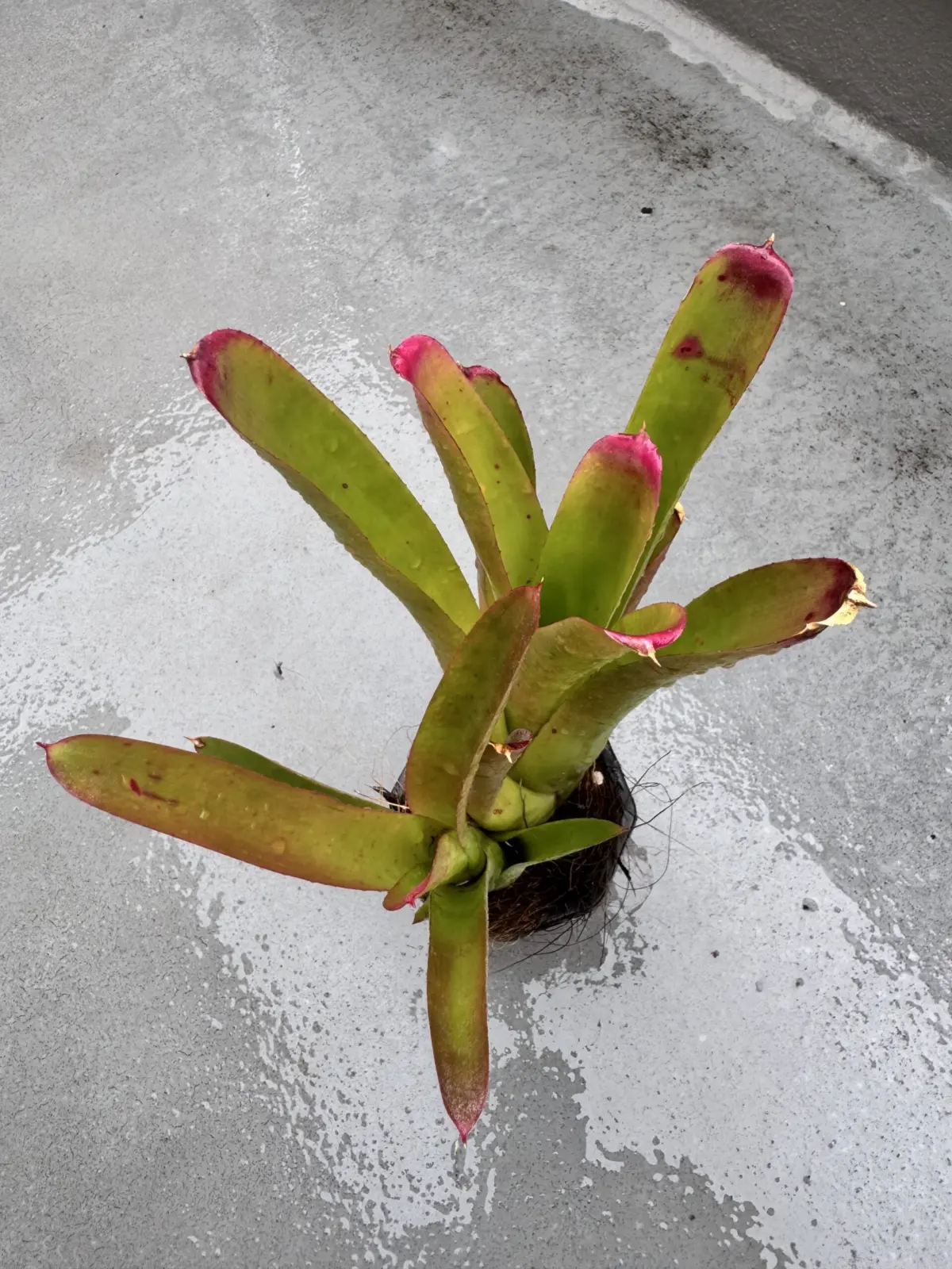 ネオレゲリア　バヒアナ　バイアナ