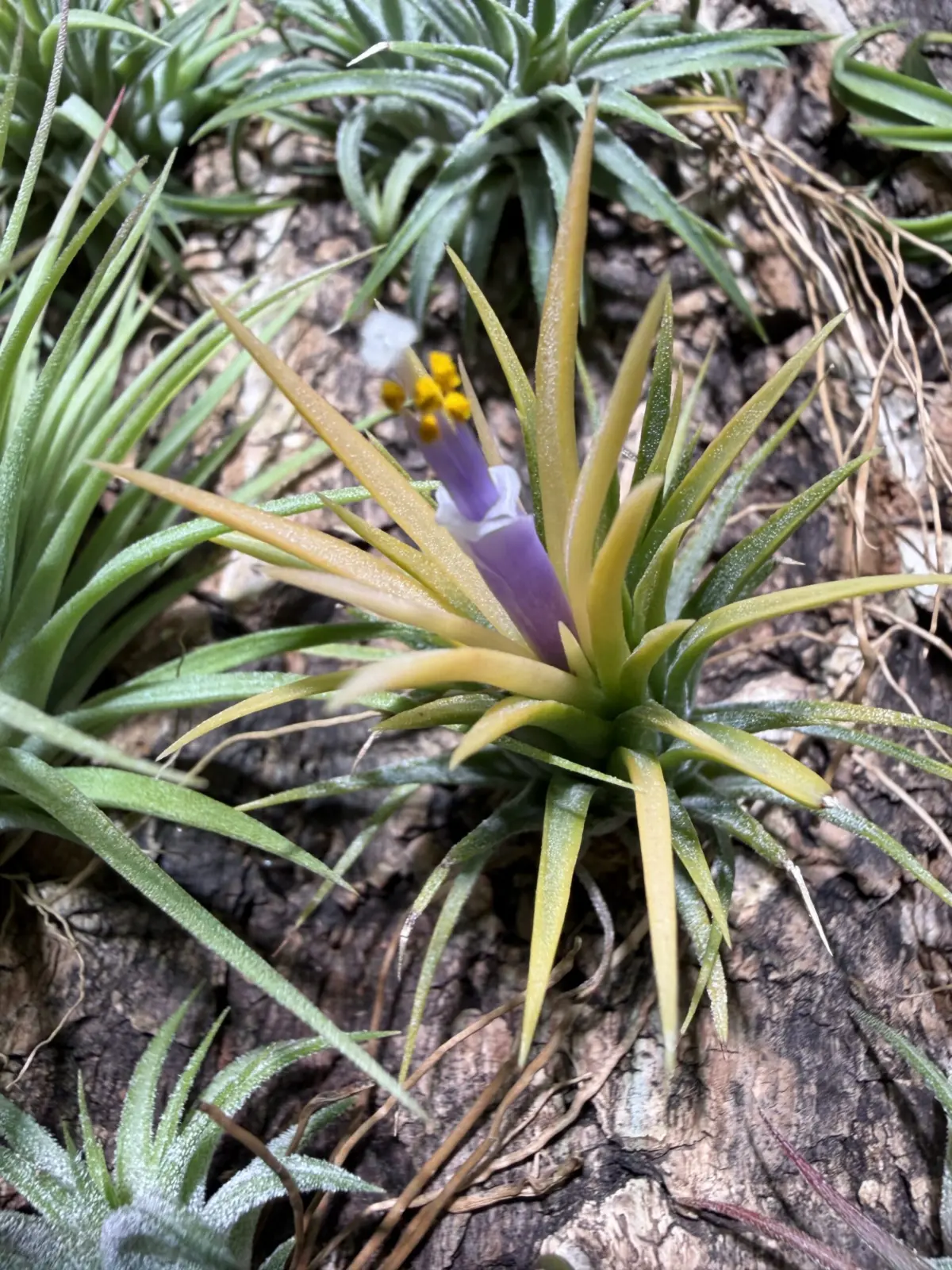 ティランジア　イオナンタ　フエゴイエロー　開花