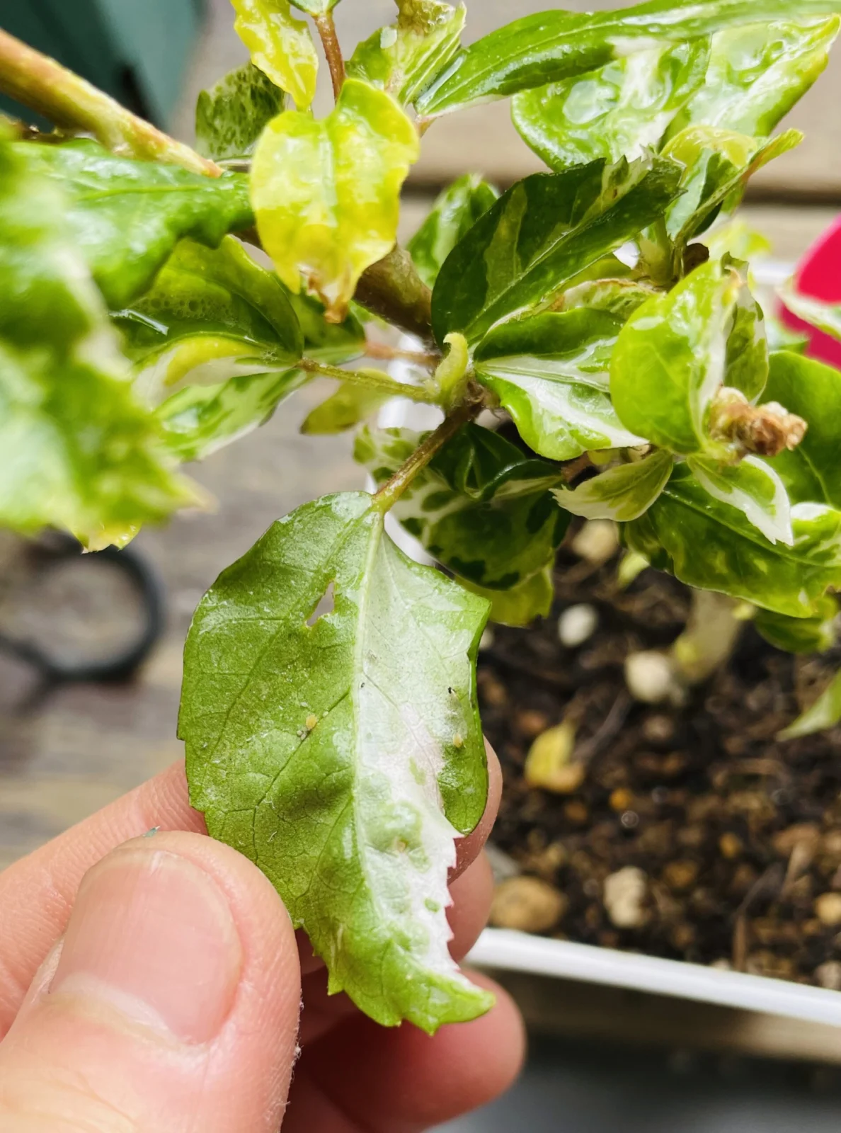 ハイビスカス　スノーフレーク　害虫　アブラムシ