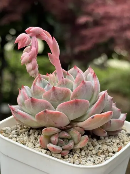 多肉植物 エケベリア ホライゾン 花芽