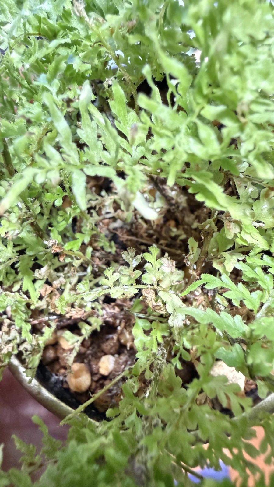 ネフロレピス コットンキャンディ