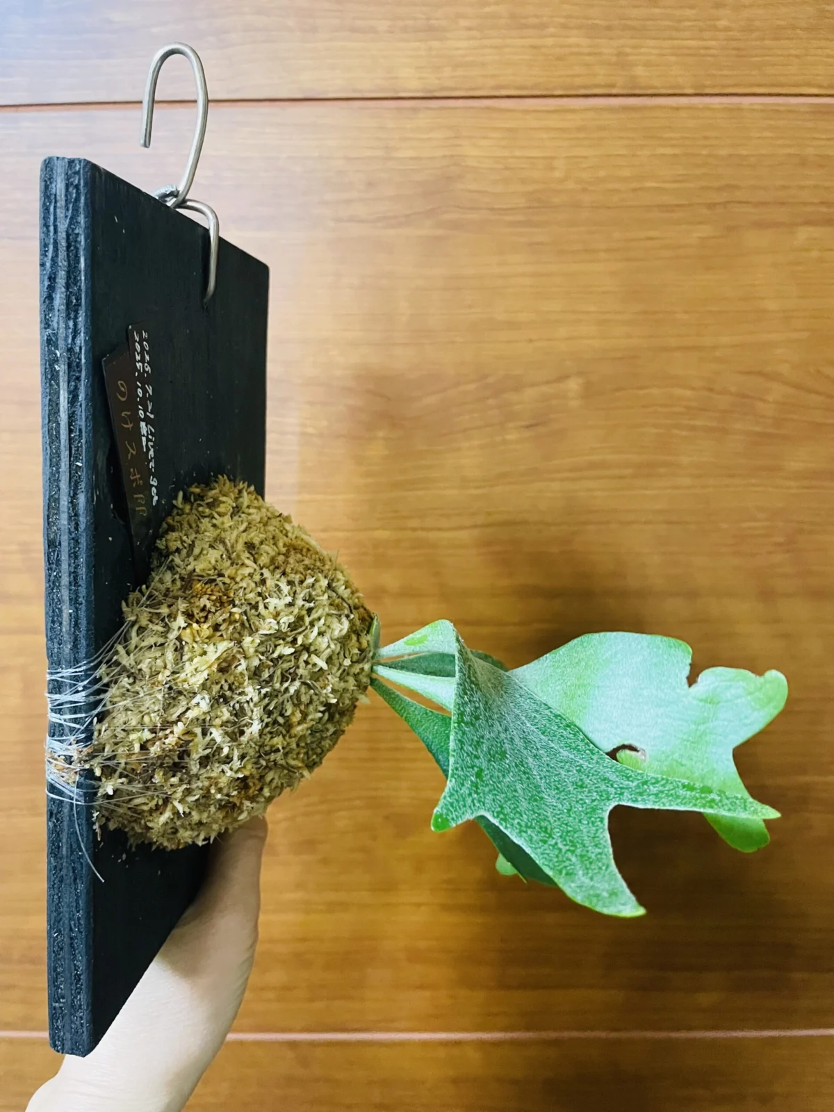 ビカクシダ ファイナルファンタジー