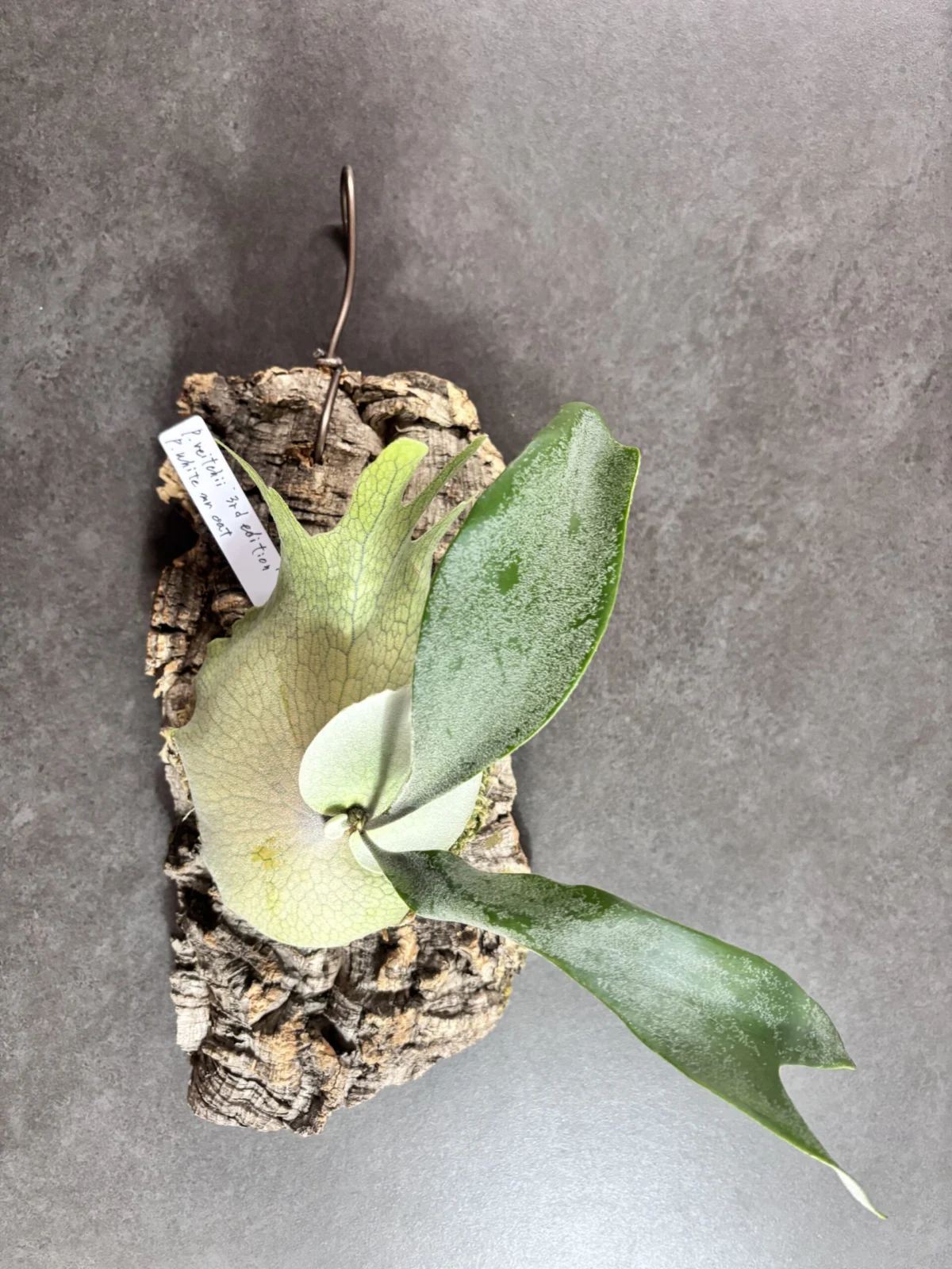 ビカクシダ　ベイチー　サードエディション　✖️ ホワイトミスターオート