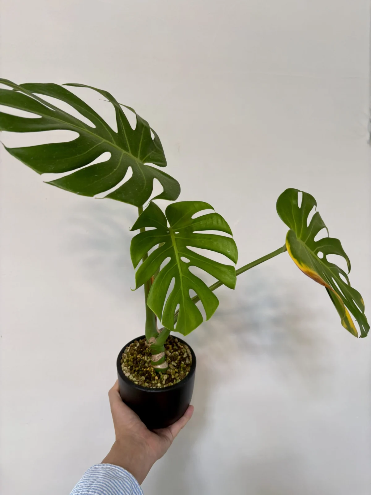 モンステラ　デリシオーサ