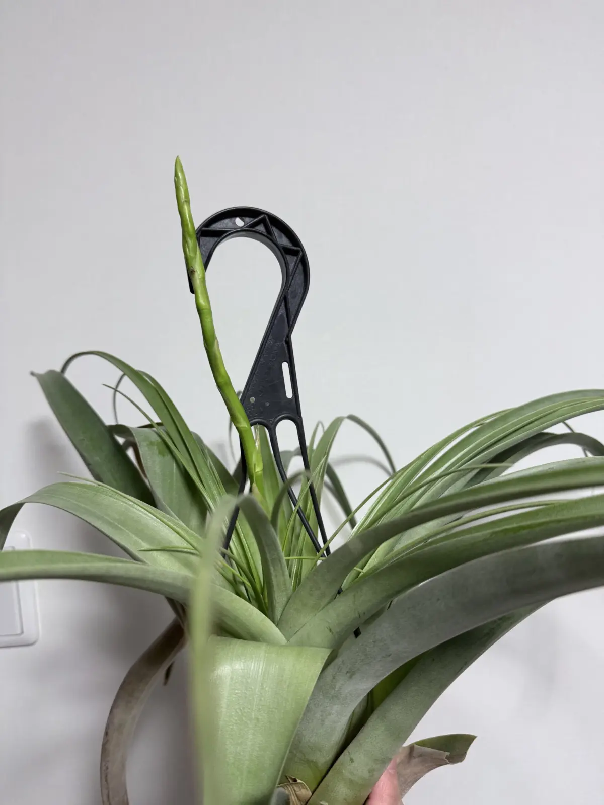 ティランジア　ウトリキュラータ　成長記録#3