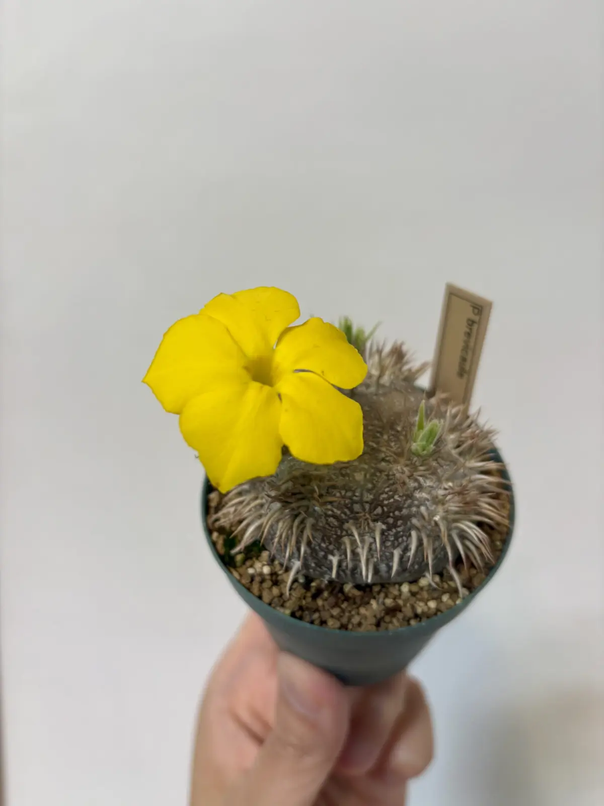 パキポディウム　ブレビカウレ