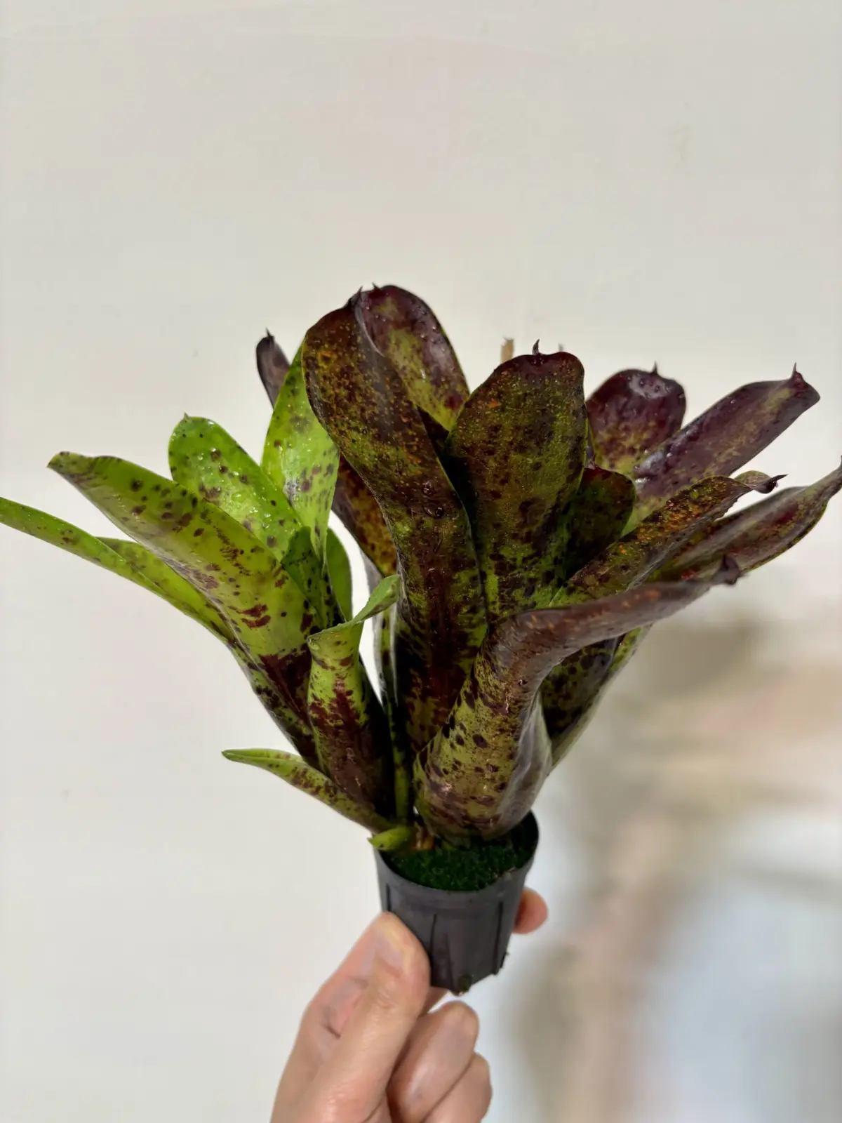 ネオレゲリア ブルーベリーマフィン#1