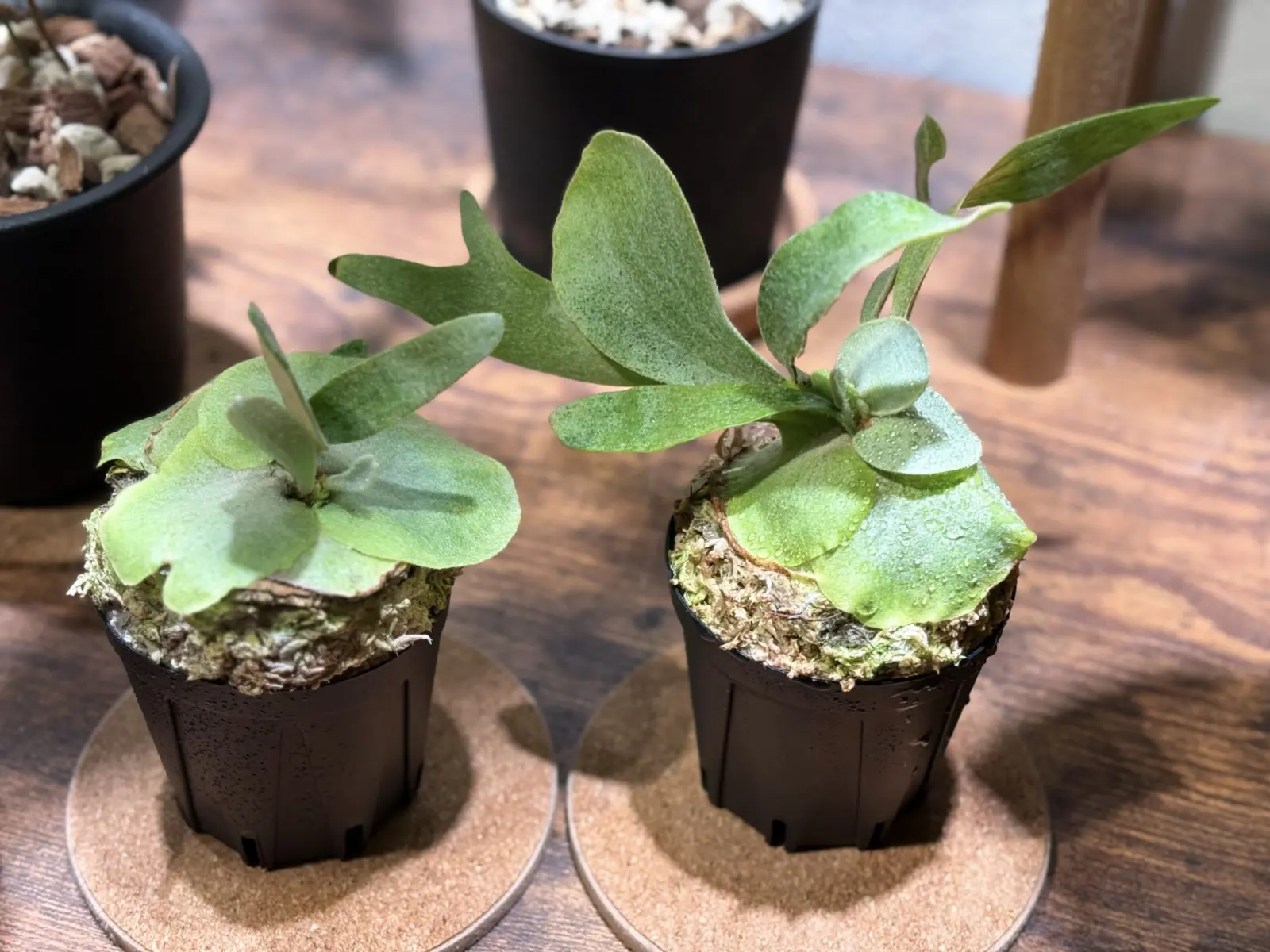 ビカクシダ　MW9 子株