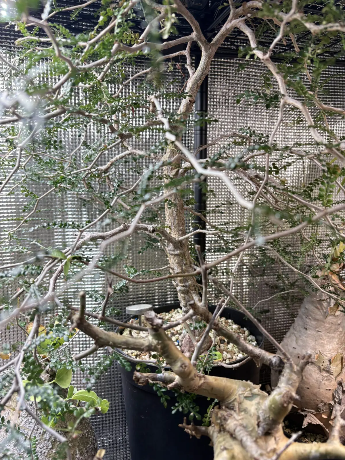 オペルクリカリア　パキプス　実生