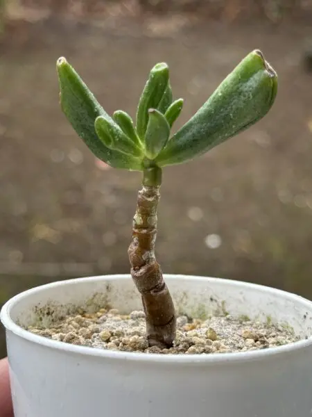 多肉植物 クラッスラ ゴーラム