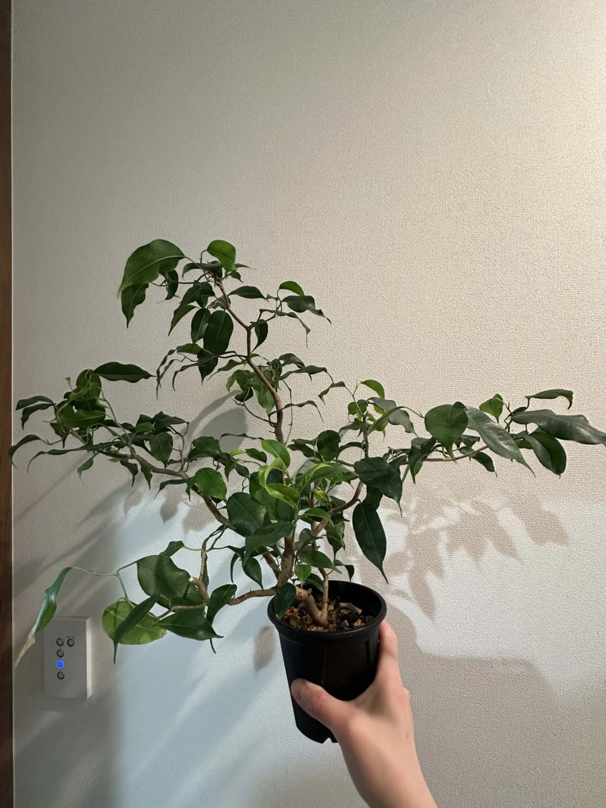 フィカス　ウィアンディ