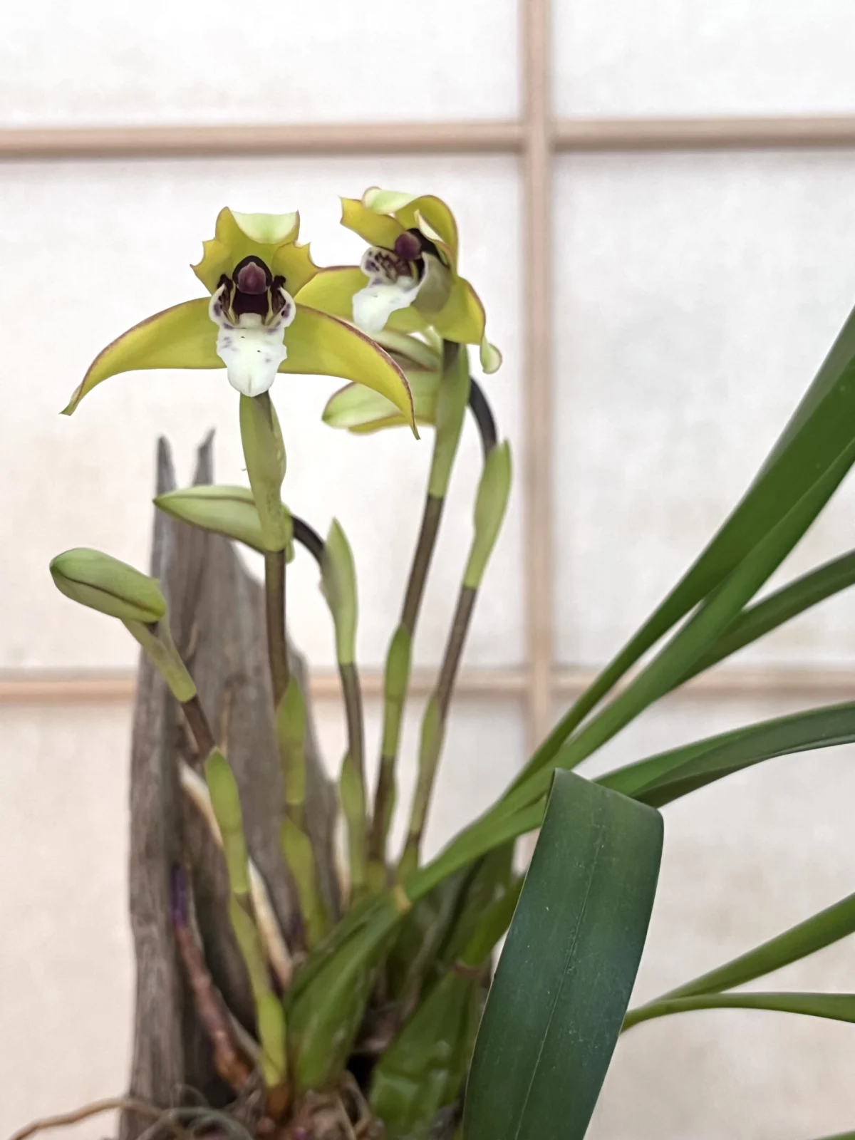 マキシラリア マルギナータ 洋蘭 蘭 花