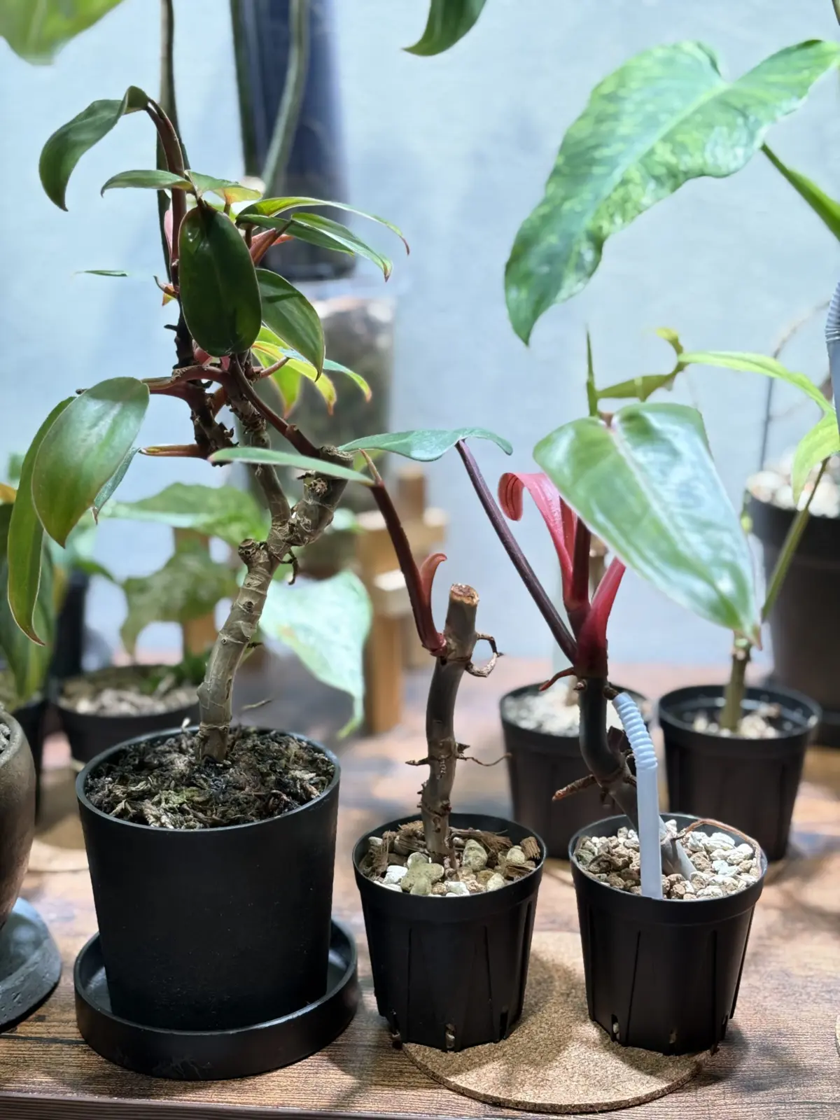 フィロデンドロン　札落ち