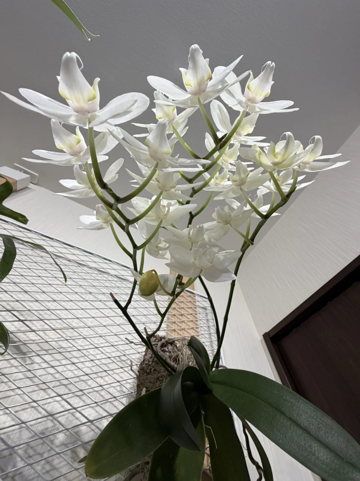 ファレノプシス 胡蝶蘭