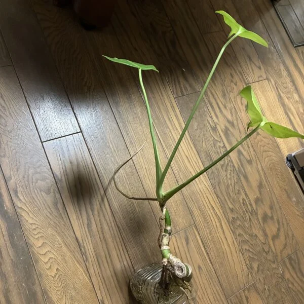モンステラ