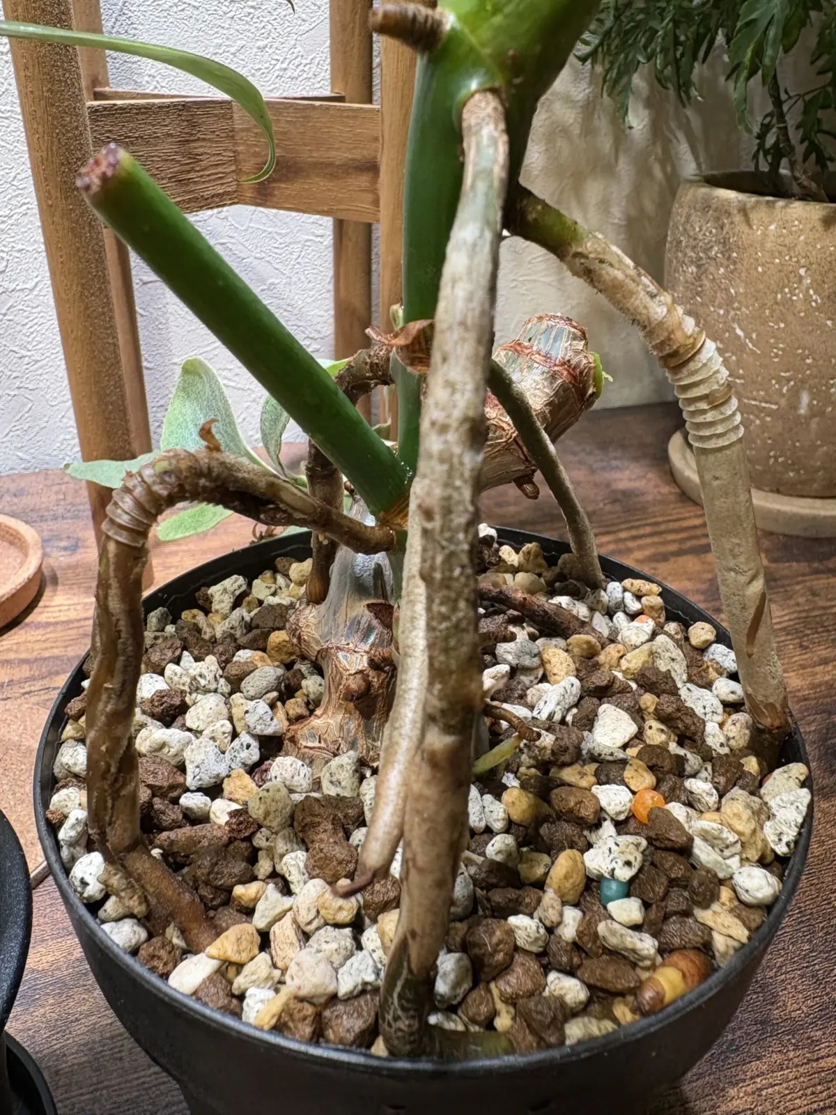 フィロデンドロン　ゴールデンドラゴン　気根