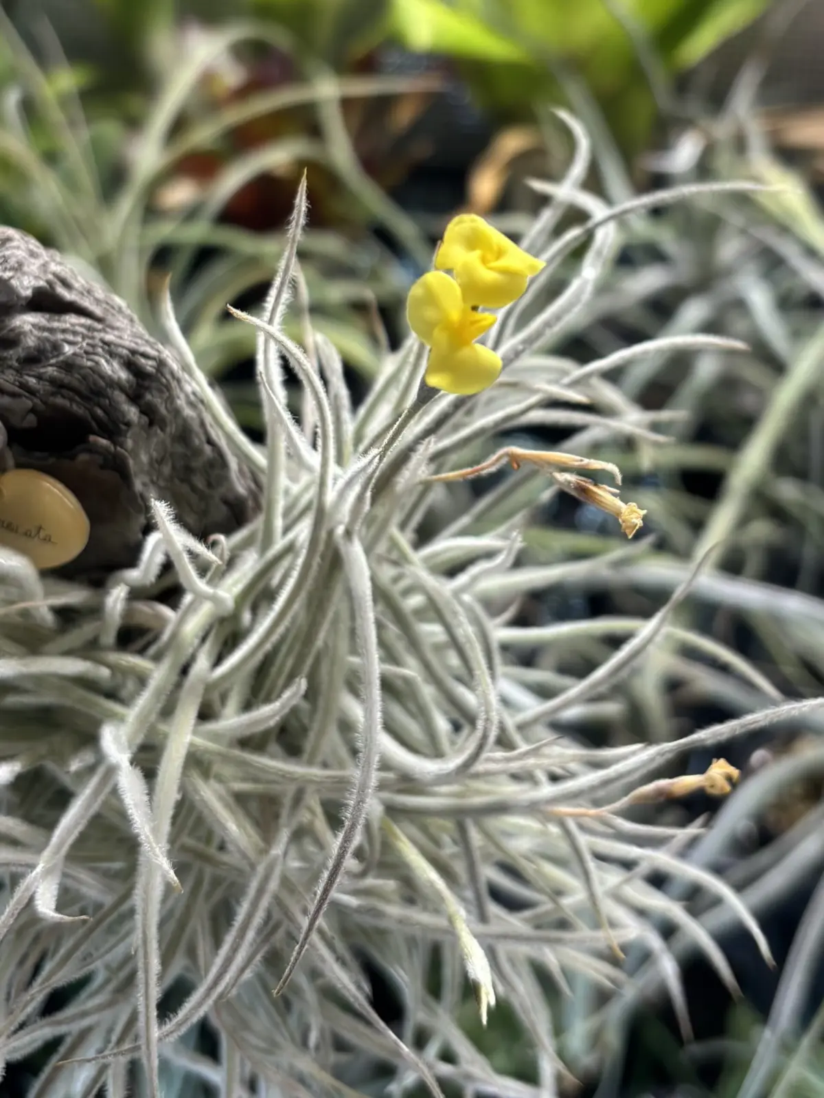 ティランジア　クロカータ　開花　花香