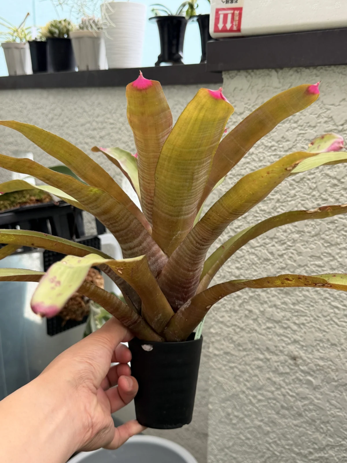 ネオレゲリア スペクタビリス