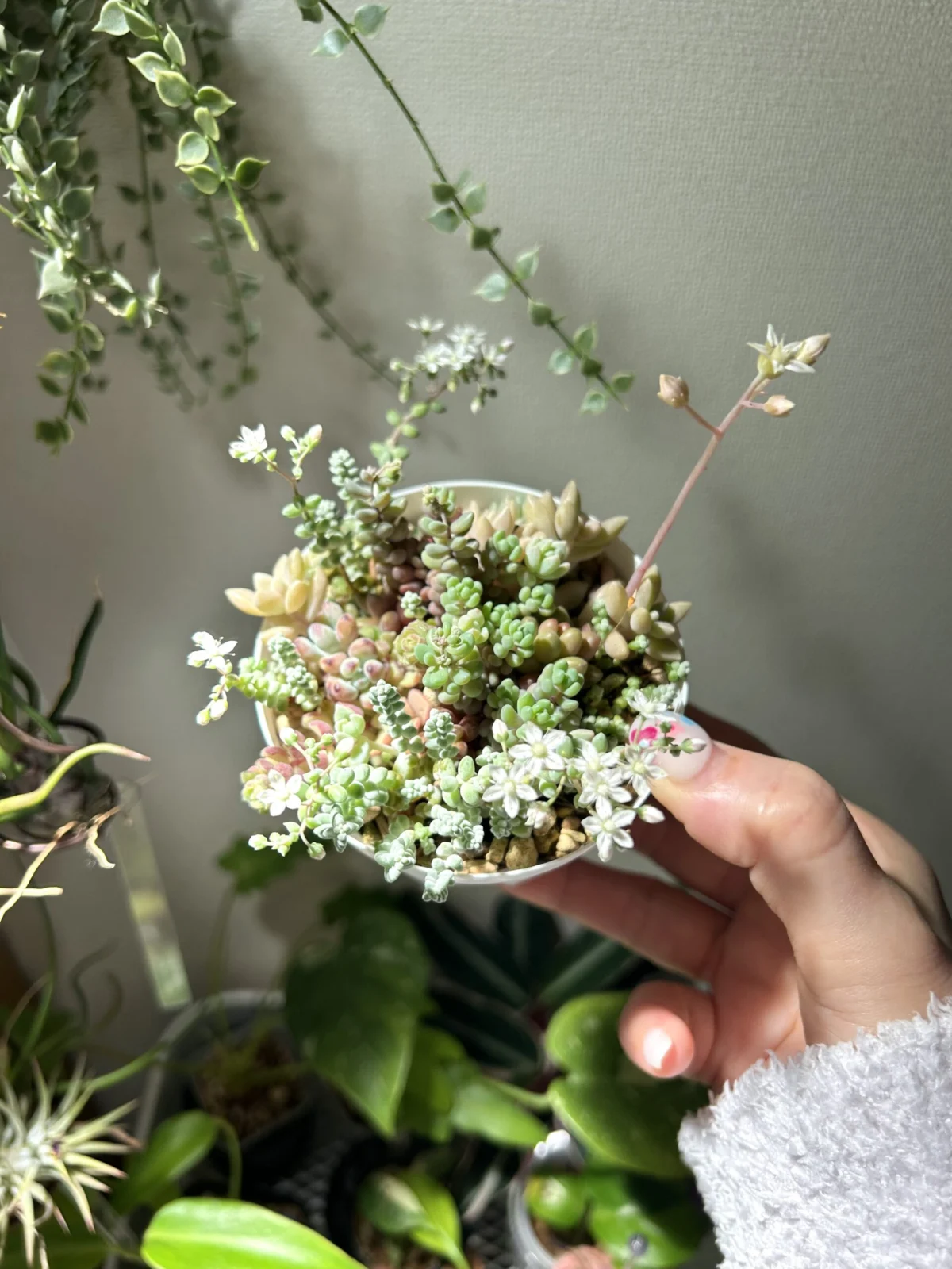 多肉植物　寄せ植え