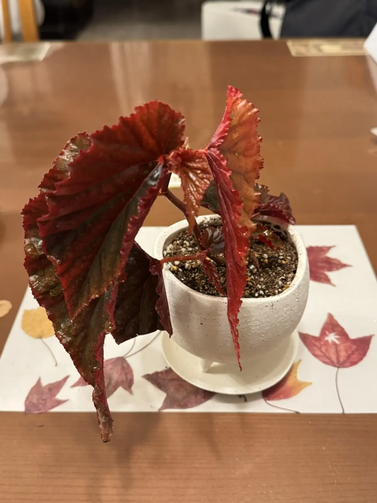 ベゴニア ブラックドラゴン