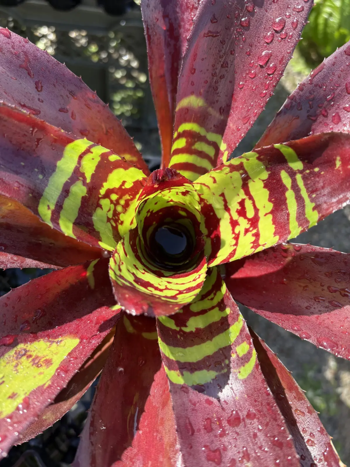 ネオレゲリア　クリムゾンタイド