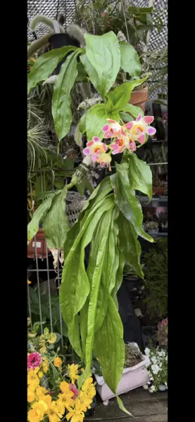 チシス リミンギー 開花株 蘭
