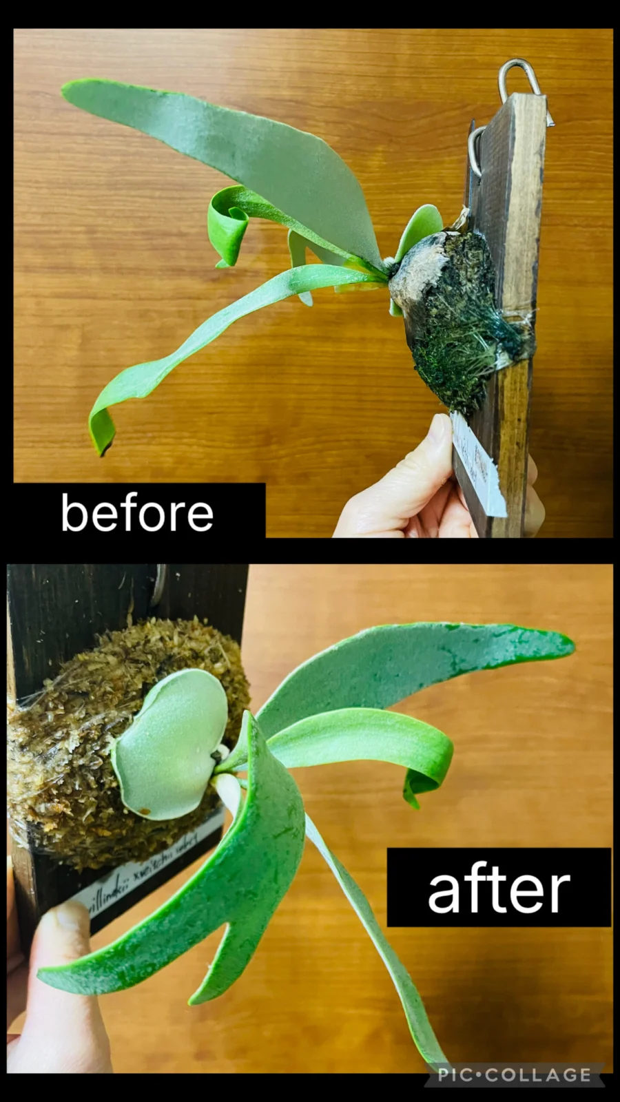 ビカクシダ ウィリンキー×ベイチー セレクト 苔増し