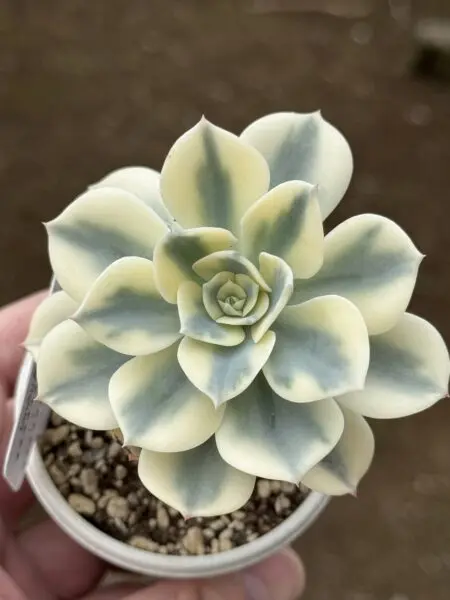多肉植物 エケベリア ルノーディーン