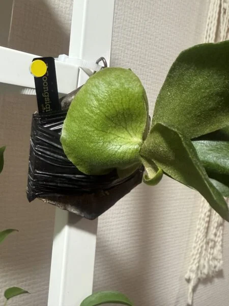 ミニミニビカクシダ