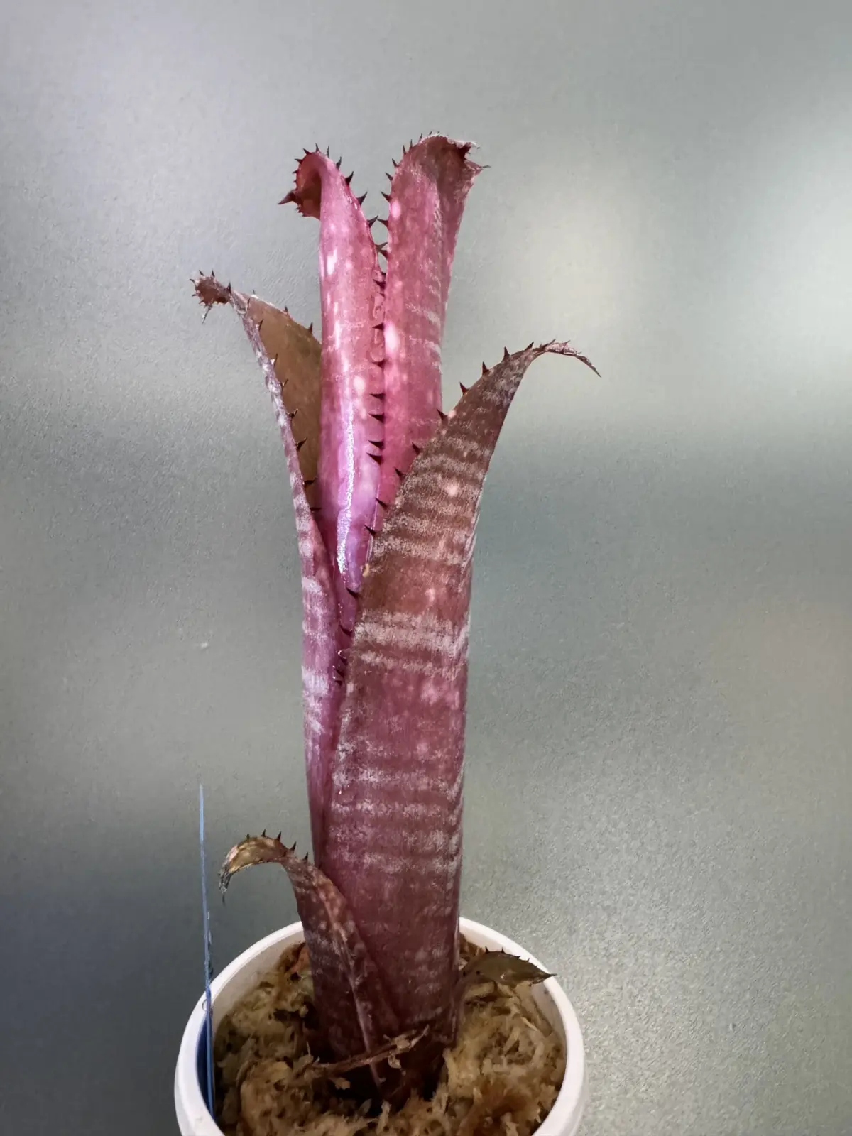 ビルベルギア　スターダスト