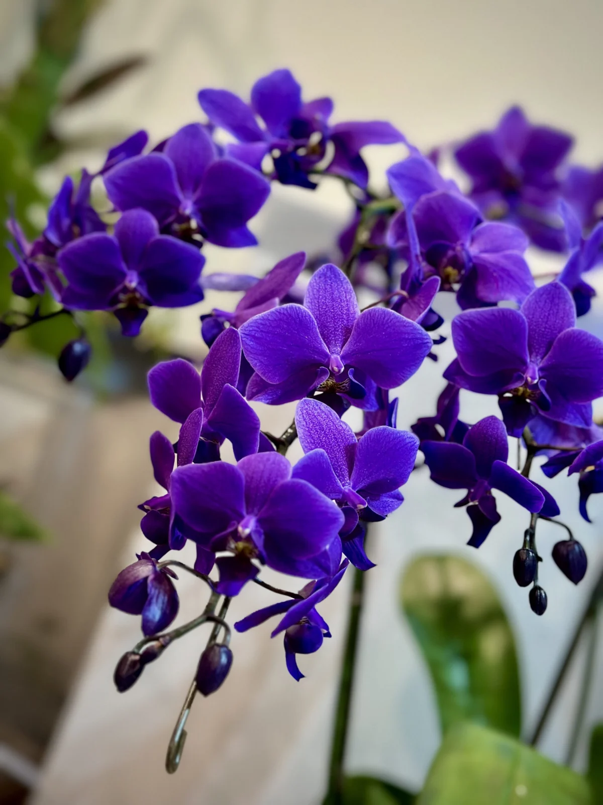 胡蝶蘭 ブルージーン ファレノプシス 蘭