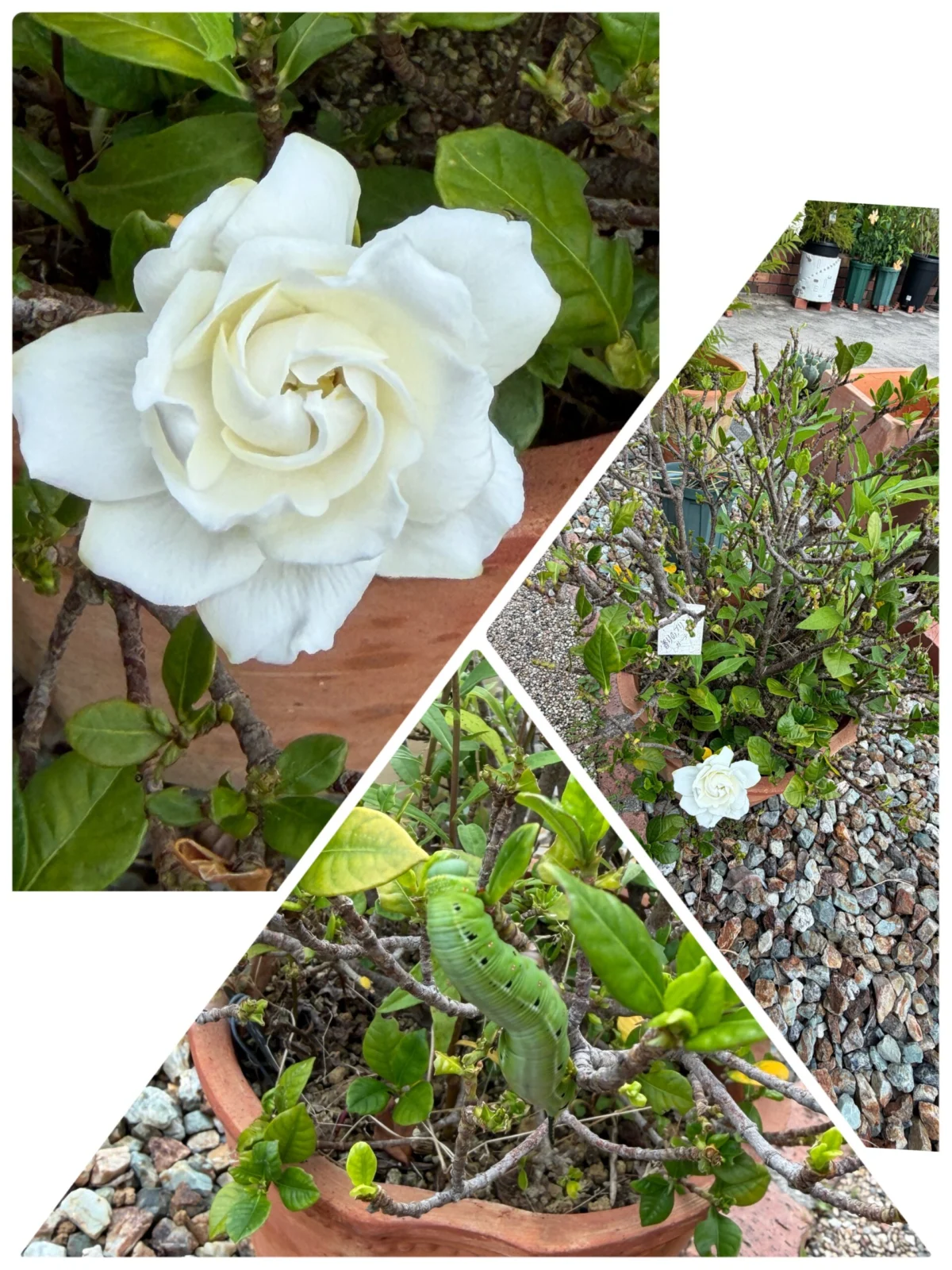 クチナシ 八重 お花 害虫