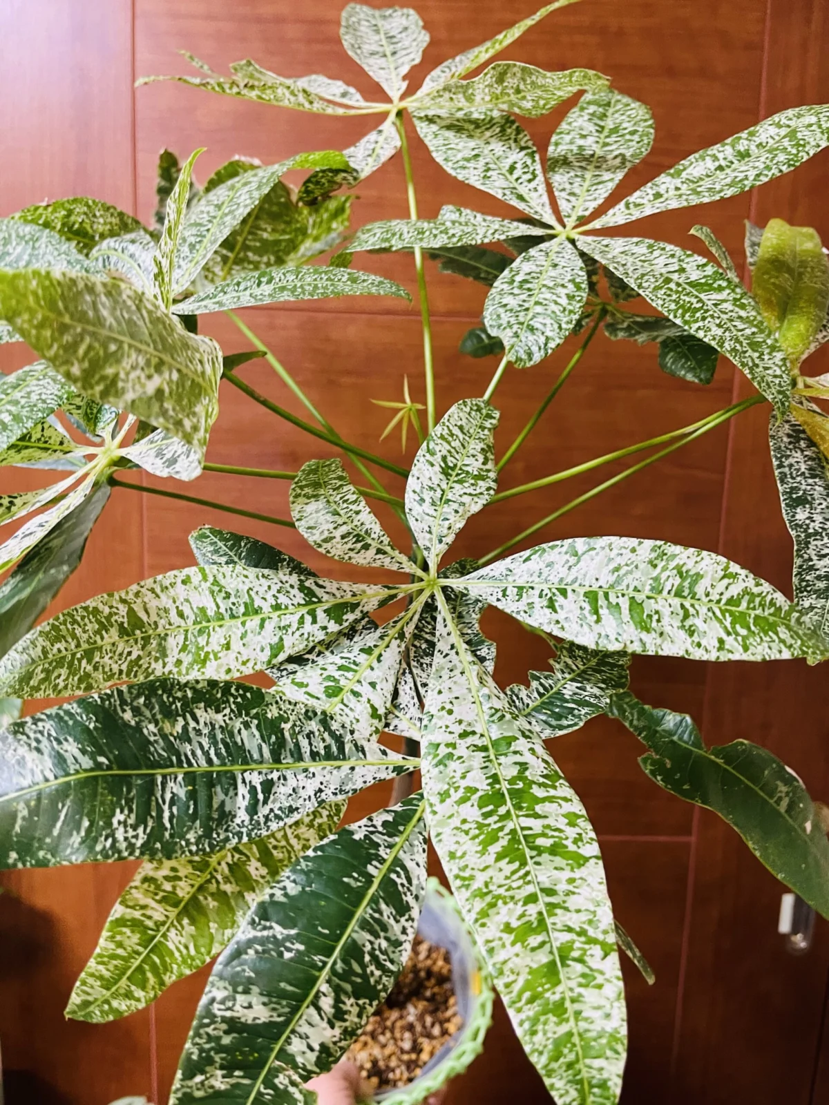 パキラ 斑入り 実生